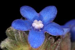 Anchusa capensis 5Dsr 1039.jpg