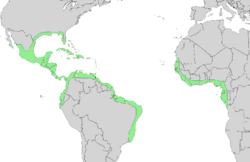 Avicennia germinans range map 3.png