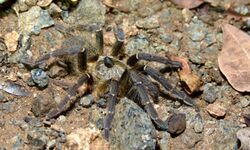 Baboon Spider (Ceratogyrus sp.) (5984202033).jpg