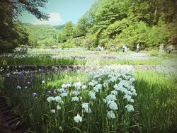 Banshu Yamasaki Iris garden (June 16th 2013), Northeast of Shisō in the Hyōgo Prefecture of Japan.jpg
