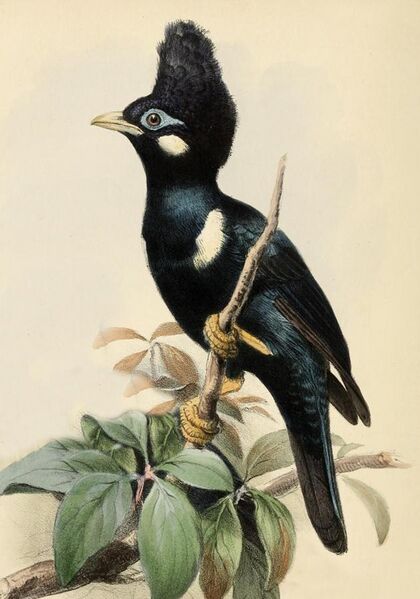 File:Basilornis corythaix from Ibis 1861.jpg