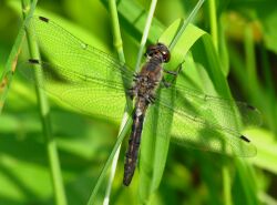 Belted Whiteface, female.jpg