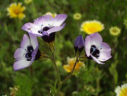 Birdseye Gilia (58032199).jpg