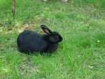 Black rabbit.JPG