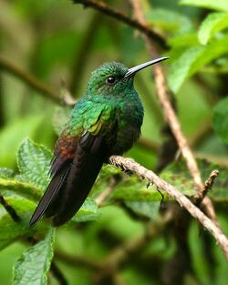 Bronze-tailed Plumeleteer (Chalybura urochrysia).jpg