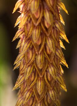 Bulbophyllum careyanum (Hook.) Spreng. Syst. Veg. 3- 732 (1826) (31578329206) - cropped.jpg