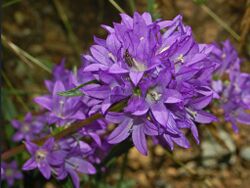 Campanulaceae - Campanula glomerata.JPG