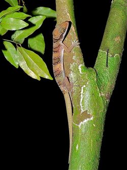 Cardamon Forest Gecko (Cyrtodactylus intermedius) (7113142923).jpg