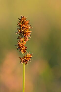 Carex muricata - siiltarn Keilas.jpg