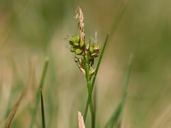 Carex pilulifera.jpeg