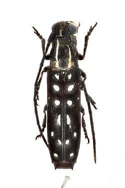 Cerambycidae, Proctocera senegalensis (Thomson, 1857); Liberia; 2017-515 (2).jpg