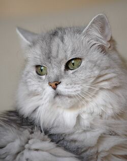 Chinchilla Persian cat with sea-green eyes.jpg