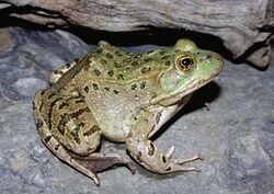 Chiricahua leopard frog 01.jpg