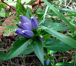 Closed Bottle Gentian.jpg