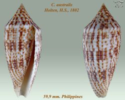 Conus australis 2.jpg