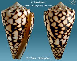 Conus bandanus 1.jpg