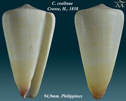 Conus coelinae 1.jpg