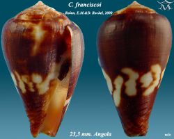 Conus franciscoi 2.jpg