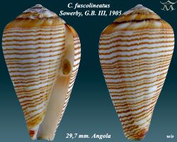 Conus fuscolineatus 1.jpg