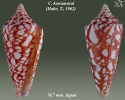 Conus kawamurai 1.jpg