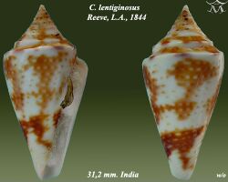 Conus lentiginosus 1.jpg