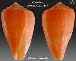 Conus rutilus 2.jpg