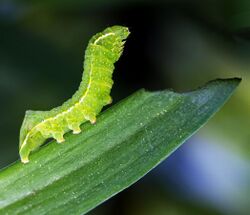 Amphipyra pyramidoides caterpillar