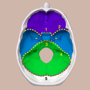 Cranial fossae boundaries.svg