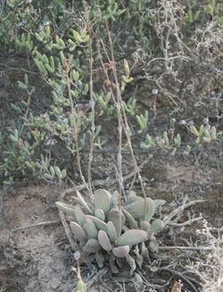 Crassula cotyledonis - Robertson - Copy.jpg
