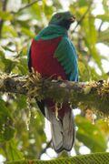 Crested Quetzal Ecuador.jpg
