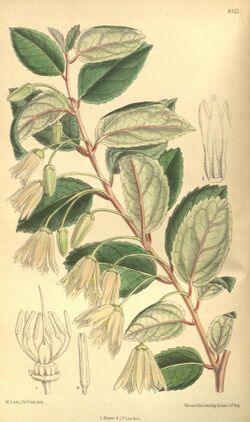Curtis's botanical magazine (Tab. 8115) (9600821074).jpg