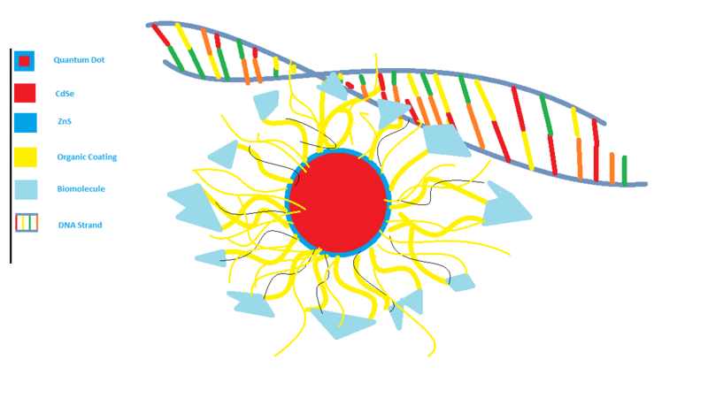 File:DNA-functionalized Quantum Dot.png