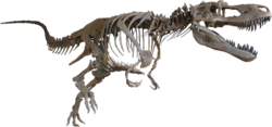 Daspletosaurus-Triebold-800px.png