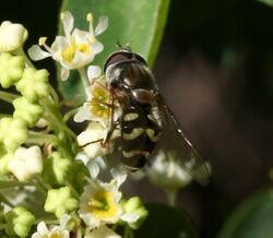 Dasysyrphus creper (male).jpg