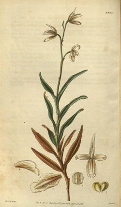 Dilomilis montana (as Octomeria serratifolia) - Curtis' 55 (N.S. 2) pl. 2823 (1828).jpg