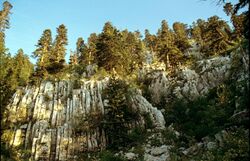 Dinaric calcareous fir-forest.jpg