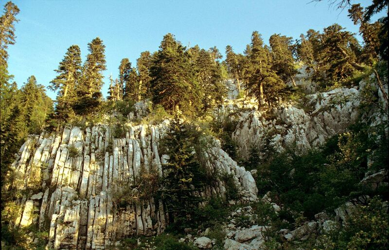 File:Dinaric calcareous fir-forest.jpg