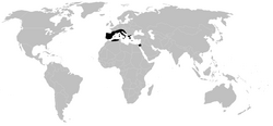 Distribution.trogulidae.1.png