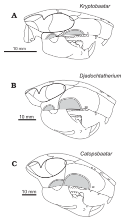 Drawings of three similar skulls; Catopsbaatar is at the bottom