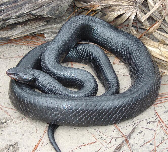 File:Eastern Indigo Snake.jpg