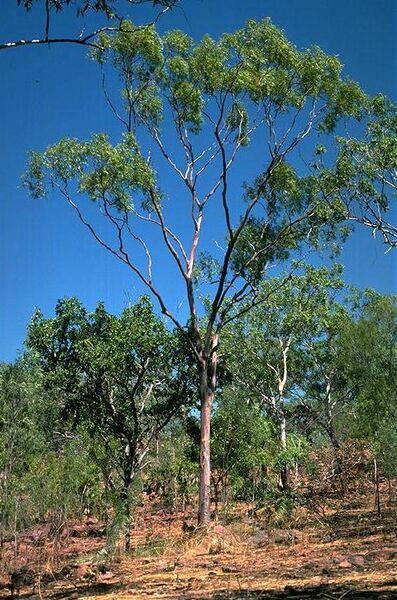 File:Eucalyptus kombolgiensis.jpg