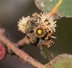 Eucalyptus serraensis buds.jpg