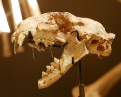 Felis attica skull.jpg