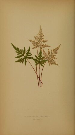 Illustration of "Aleuritopteris argentea" (formerly "Cheilanthes argentea"), the silver cloak fern