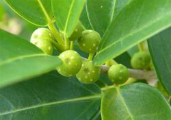 Ficus burtt-davyi figs00.jpg