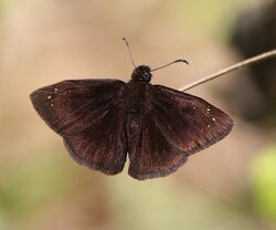 Florida Duskywing (Ephyriades brunneus) (3-7-13) male, Key West tropical forest and botanical garden, Key West, Monroe County, FL.jpg