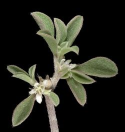 Galenia pubescens var. pubescens - Flickr - Kevin Thiele.jpg