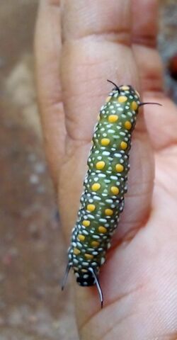 Glassy Tiger Pre-Pupal Larva.jpg