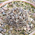 Gymnocalycium gibbosum ssp. borthii-IMG 6761.JPG