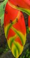 Heliconia rostrata with ants 01.jpg